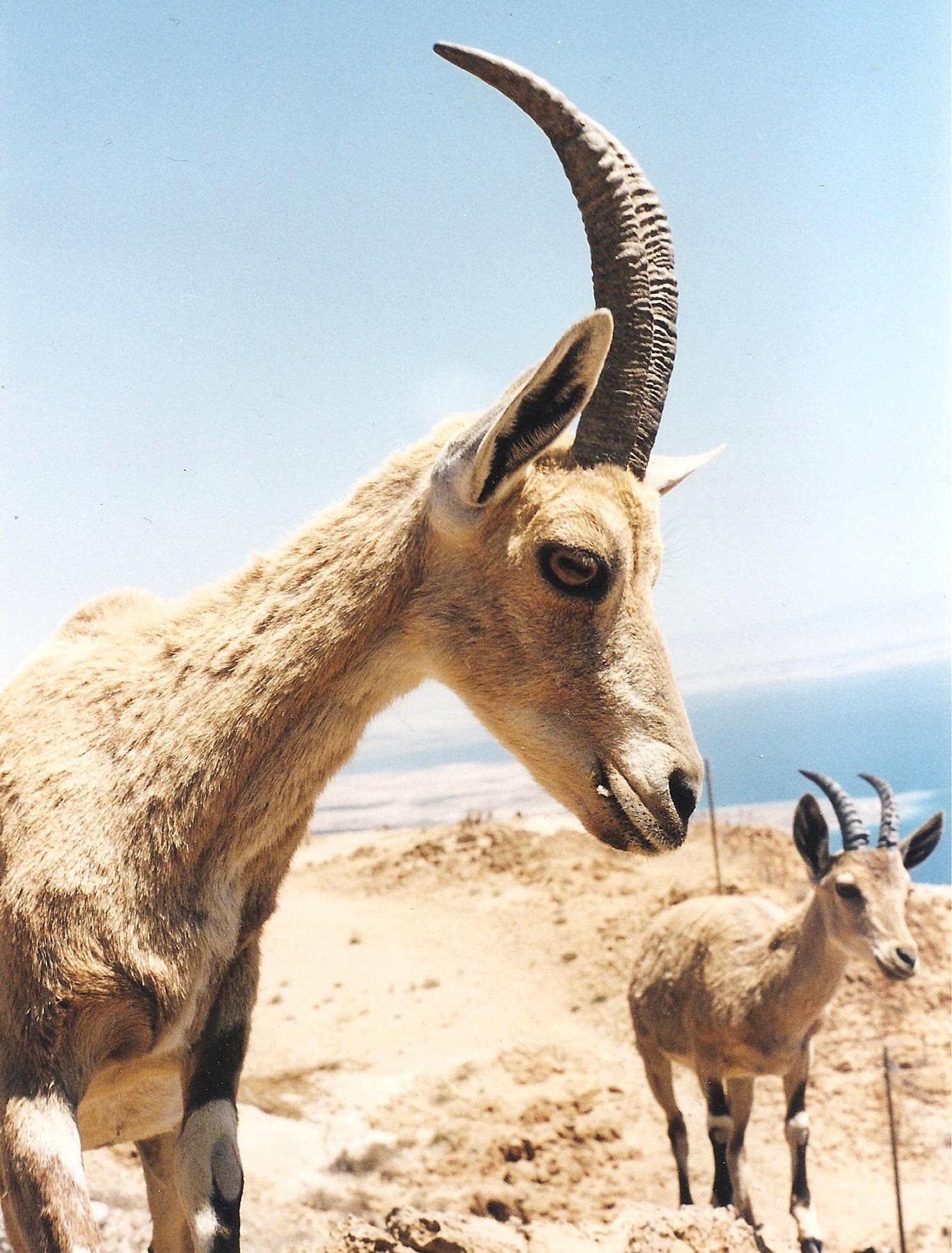 יעלים ד